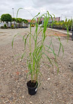 Miscanthus Siensis ‘Memory’ – Miskant Chiński – C3