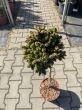 Picea Abies 'Gold Nugget' - Świerk Pospolity - Forma Pienna 50cm - C4,5 - 2