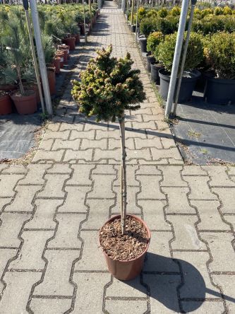 Picea Abies 'Gold Nugget' - Świerk Pospolity - Forma Pienna 50cm - C4,5