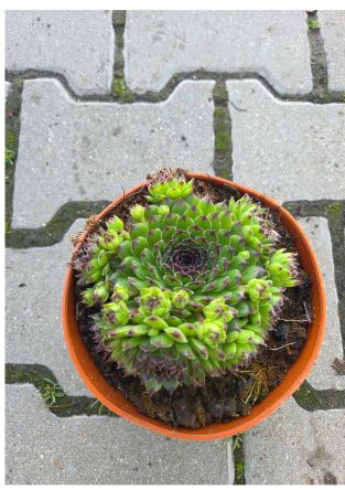 Sempervivum Hybridum 'Reinhardt' - Rojnik ogrodowy - P14