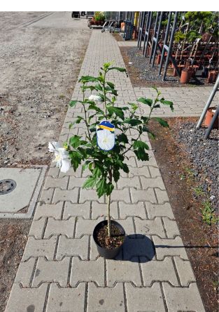 Hibiscus Syriacus ‘Eleonore’ – Ketmia – C3