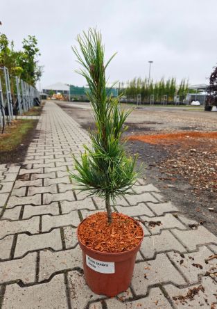 Pinus Cembra 'Aurea' - Sosna Limba  - C5