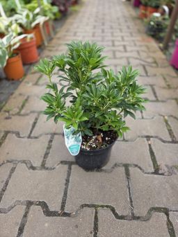 Pieris Japonica 'Debutante' - Pieris Japoński - C3