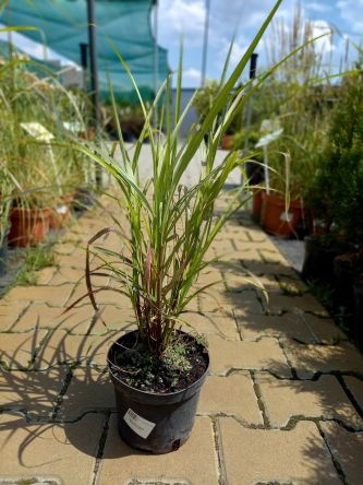 Miscanthus Siensis 'Dronning Ingrid' - Miskant Chiński - C3