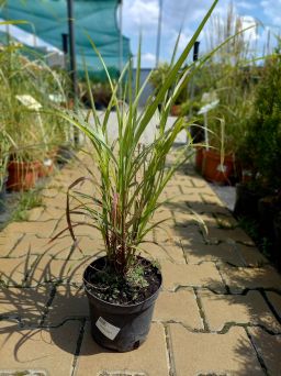 Miscanthus Siensis 'Dronning Ingrid' - Miskant Chiński - C3