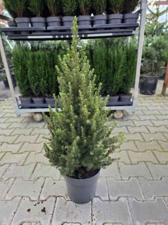 Picea Glauca 'Conica' - Świerk Biały - C5