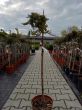 Juniperus Horizontalis 'Golden Carpet' - Jałowiec Płożący - C5 - Forma Pienna 50/60CM - 2
