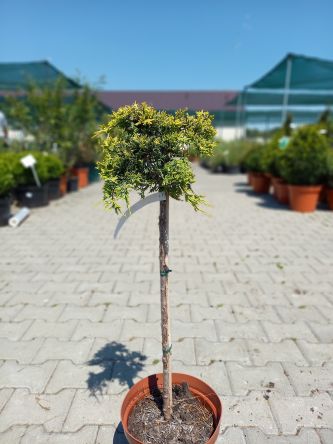 Juniperus Horizontalis 'Golden Carpet' - Jałowiec Płożący - C5 - Forma Pienna 50/60CM