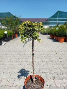 Juniperus Horizontalis 'Golden Carpet' - Jałowiec Płożący - C5 - Forma Pienna 50/60CM