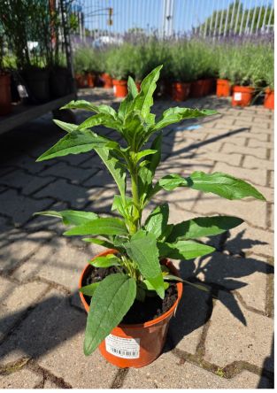 Echinacea Purpurea 'Meditation Orange' - Jeżówka Purpurowa - C2
