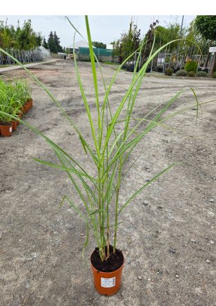 Miscanthus Sinensis ‘Melepartus’ – Miskant Chiński – C2