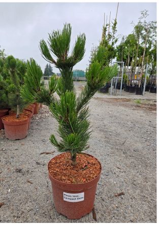 Pinus Heldreichii 'Compact Gem' - Sosna Bośniacka - C10