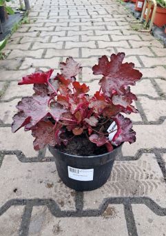 Heuchera ‘Rex Fire’ – Żurawka – C2