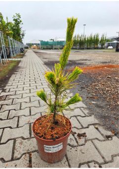 Pinus Thunbergii 'Ogon' - Sosna Thunberga - C5