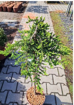 Juniperus Communis ‘Green Mantle’ – Jałowiec Pospolity – Forma Pienna 80CM – C5