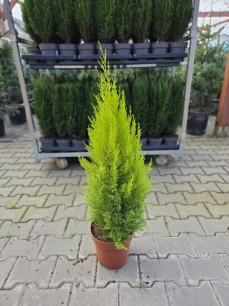 Cupressus Goldcrest 'Wilma' - Cyprysik - P21