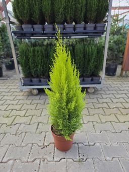 Cupressus Goldcrest 'Wilma' - Cyprysik - P21