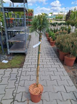 Pinus Strobus 'Green Twist' - Sosna Górska - C4,5 - Forma Pienna 80cm