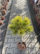 Pinus Mugo 'Starkl - Sosna Górska - Forma Pienna 60cm - 2