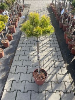 Pinus Mugo 'Starkl - Sosna Górska - Forma Pienna 60cm