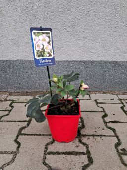 Helleborus HGC Ice N' Roses 'Picotee' - Ciemiernik Pełny - C2