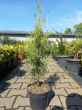 Thuja Occidentalis 'Smaragd' - Żywotnik Zachodni - C3 - 2