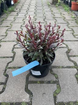 Gaura Lindheimeri 'Tutti Frutti' - Gaura Lindheimera - C2