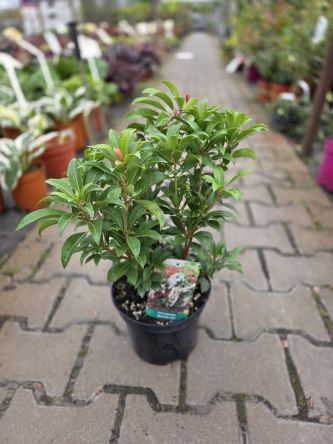 Pieris Japonica 'Mountain Fire' - Pieris Japoński - C3
