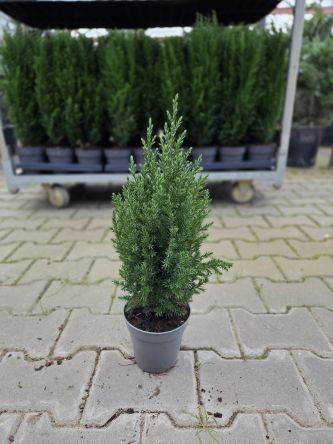 Juniperus Chinensis 'Stricta' - Jałowiec - P13