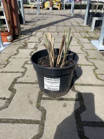 Miscanthus Sinensis - 'Cosmopolitan' - Miskant Chiński - C3