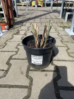 Miscanthus Sinensis - 'Cosmopolitan' - Miskant Chiński - C3