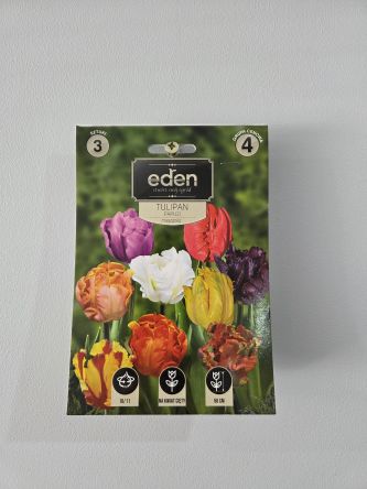 VG - TULIPAN PAPUZI