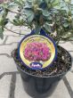 Azalea Japonica 'Geisha Purple' - Azalia Japońska - C2,5 - 2