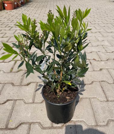 Prunus Laurocerasus 'Otto Luyken' - Laurowiśnia Wschodnia - C5