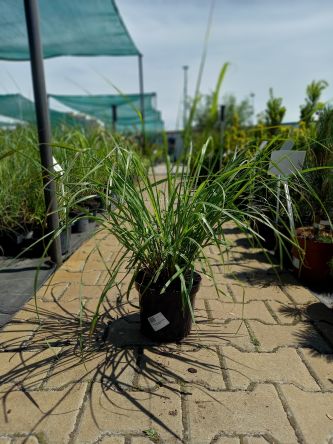 Pennisetum Alopecuroides 'Red Head' - Rozplenica Japońska - C3