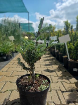 Abies Koreana 'Silberlocke' - Jodła Koreańska - C5
