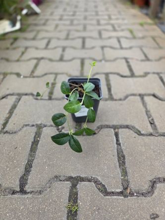 Vinca Minor  - Barwinek Mniejszy - P9