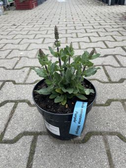 Salvia Nemerosa 'Midnight Purple' - Szałwia Omszona - C2