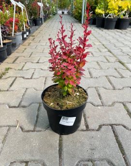 Berberis Thunbergii 'Orange Tower' - Berberys Thunberga - C2