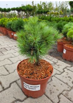 Pinus Strobus 'Sea Urchin' - Sosna Wejmutka - C5