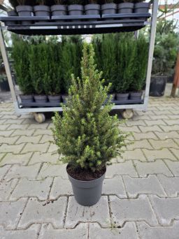 Picea Glauca 'Conica' - Świerk Biały - C3