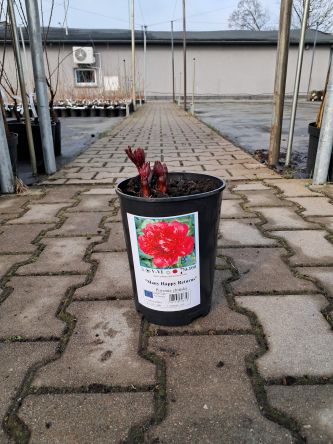 Piwonia Chińska 'Many Happy Returns' - Paeonia Lactiflora - C3HL