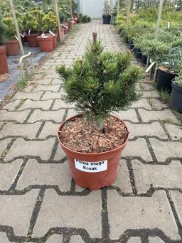 Pinus Mugo ‘Krnak’ – Sosna Górska – C5
