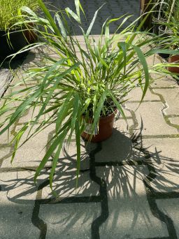 Hakonechloa Macra  'Beni Kaze' - Hakonechloa Smukła - C1,5