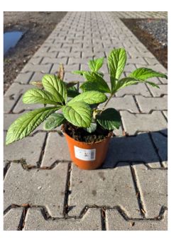 Rodgersia Henrici - Rodgersia Henriciego - C2