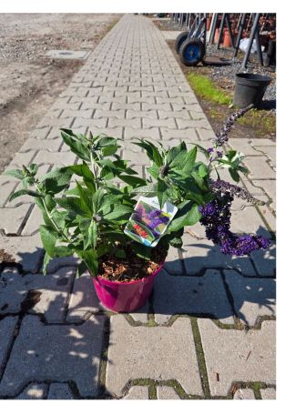 Budleja Davidii ‘Rockstar Indigo’ – Budleja Dawida – C3