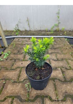 Taxus Baccata ‘Farmen’ – Cis Pospolity – C3