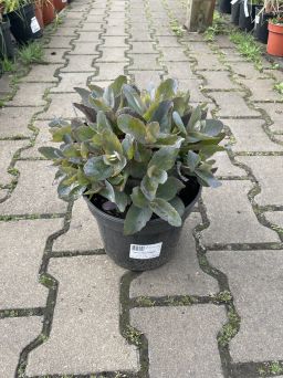 Sedum 'Globe Purple' - Rozchodnik - C2