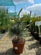 Pinus Schwerinii 'Wiethorst' - Sosna Schwerina - C5 - 2