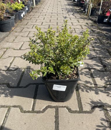 Lonicera Nitida 'Lemon Beauty' - Wiciokrzew Zaostrzony - C2